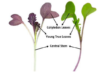 Biomedical Science &, Research Biomedical Science &, Research