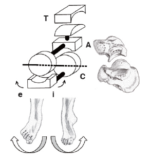 Biomedical Science &, Research Biomedical Science &, Research