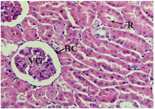 Biomedical Science &, Research Biomedical Science &, Research