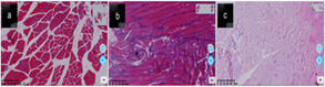 Biomedical Science &, Research Biomedical Science &, Research