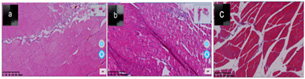 Biomedical Science &, Research Biomedical Science &, Research