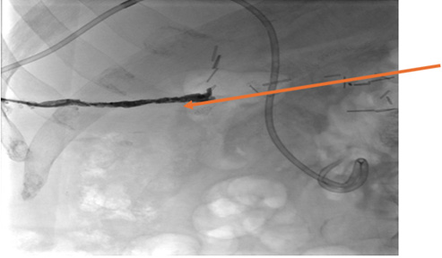 Biomedical Science &, Research Biomedical Science &, Research