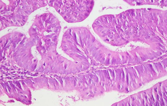 Biomedical Science &, Research Biomedical Science &, Research