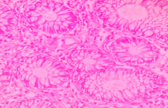 Biomedical Science &, Research Biomedical Science &, Research