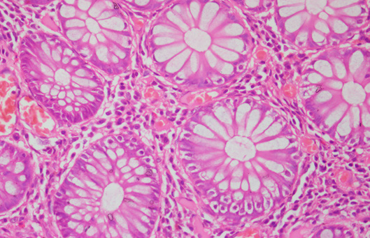 Biomedical Science &, Research Biomedical Science &, Research