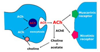 The Multifunctional Therapeutic Approach To Treatment Of Alzheimer s 