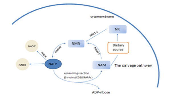 Biomedgrid | The Role of NAD+, Research